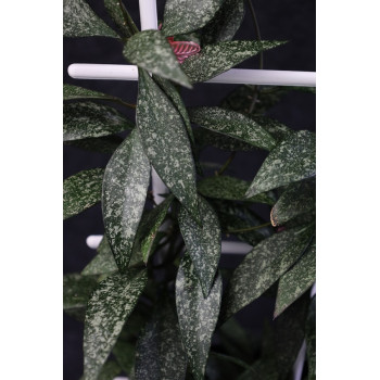 Hoya parviflora splash internet store
