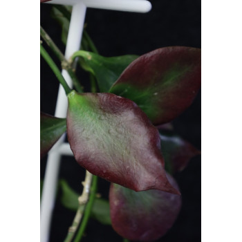 Hoya Pseudo Littoralis sklep z kwiatami hoya