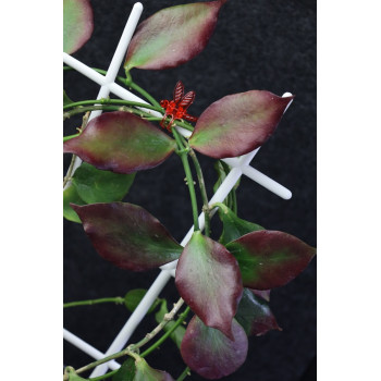 Hoya Pseudo Littoralis sklep z kwiatami hoya