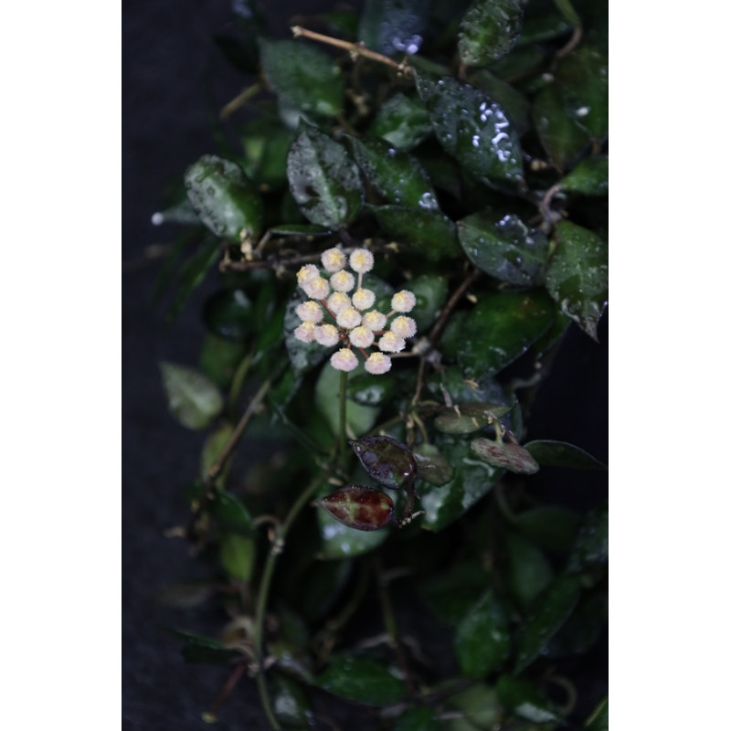 Hoya krohniana black sklep z kwiatami hoya