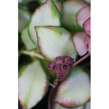 Hoya heuschkeliana variegata sklep z kwiatami hoya