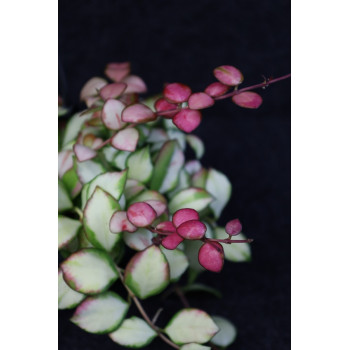 Hoya heuschkeliana variegata store with hoya flowers