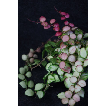 Hoya heuschkeliana variegata sklep z kwiatami hoya