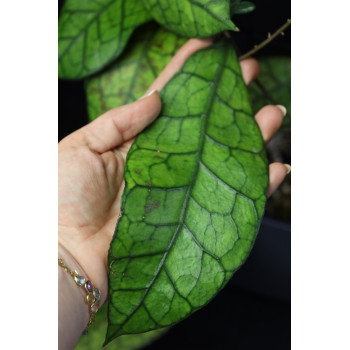 Hoya clemensiorum Borneo ( big leaves ) sklep z kwiatami hoya