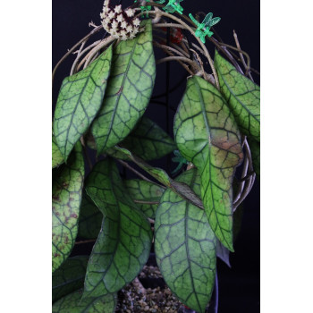 Hoya clemensiorum Borneo ( big leaves ) sklep internetowy