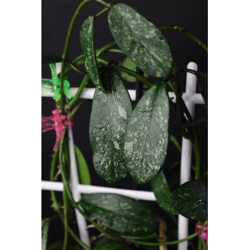 Hoya diversifolia splash leaves internet store