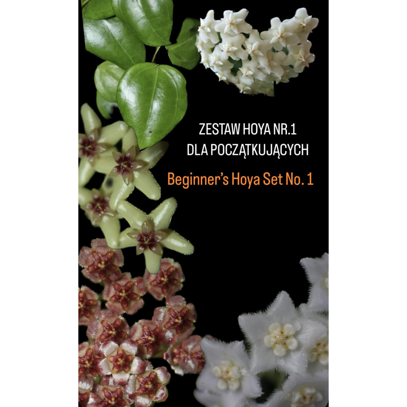 Zestaw HOYA nr. 1 dla początkujących sklep z kwiatami hoya