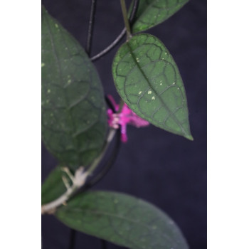 Hoya clemensiorum Indonesia sklep z kwiatami hoya