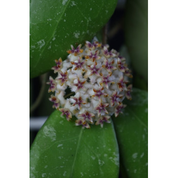 Hoya erythrostemma MIRAL sklep z kwiatami hoya