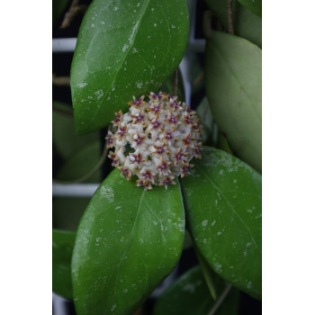 Hoya erythrostemma MIRAL sklep z kwiatami hoya