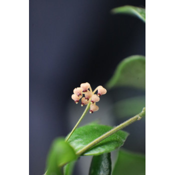 Hoya minutiflora sklep z kwiatami hoya
