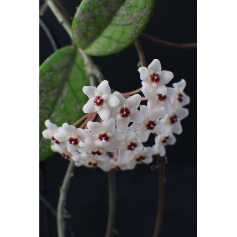 Hoya carnosa 'Wilbur Graves' - HOYAPASSION