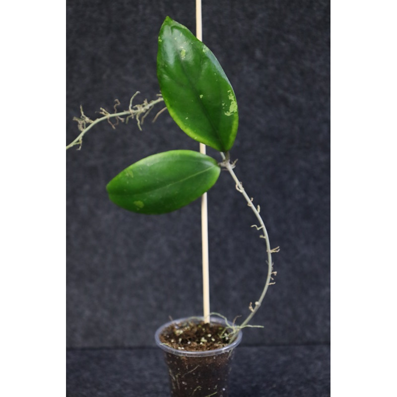 Hoya aff. edholmiana - rooted - HOYAPASSION