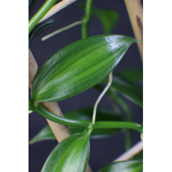Vanilla planifolia variegata internet store