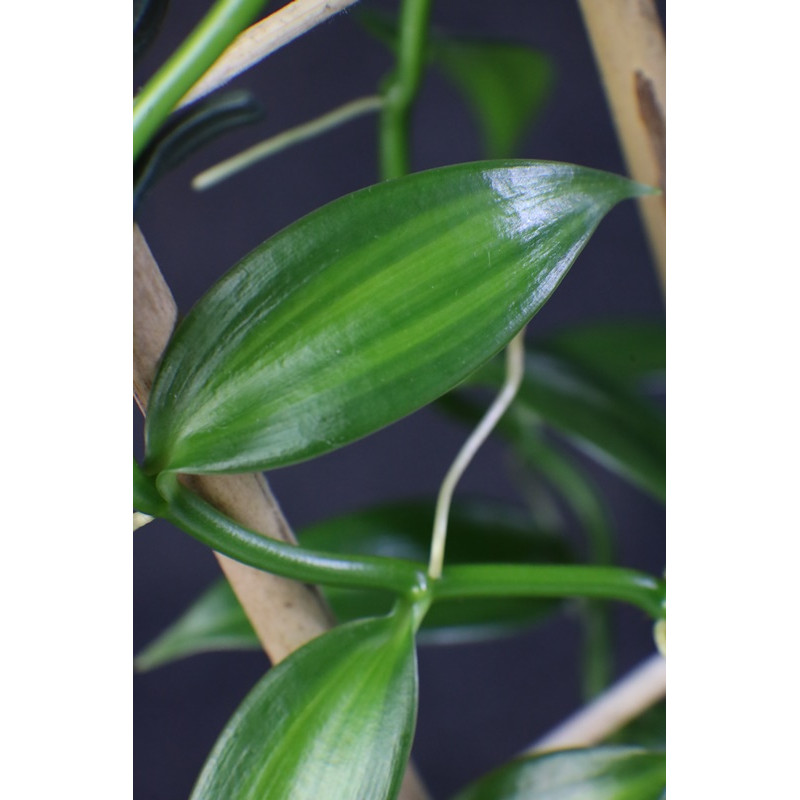 Vanilla planifolia variegata sklep z kwiatami hoya