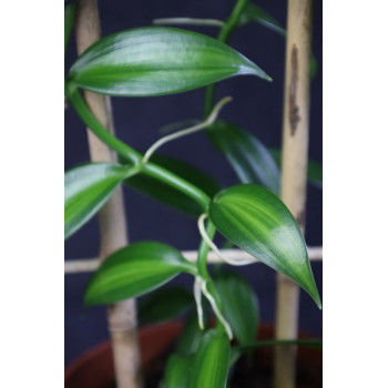 Vanilla planifolia variegata sklep z kwiatami hoya