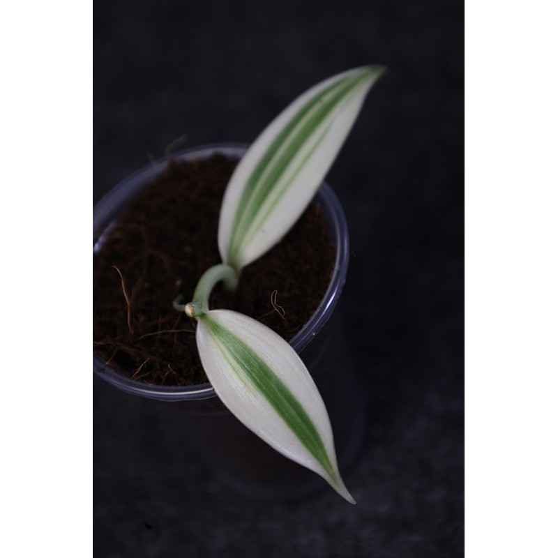 Vanilla planifolia albomarginata sklep z kwiatami hoya