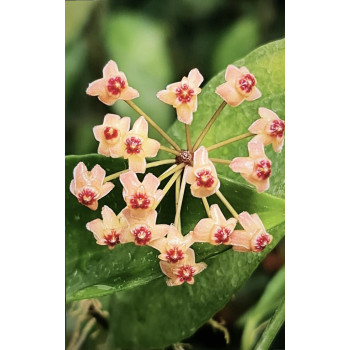 Hoya cv. Chili sklep z kwiatami hoya
