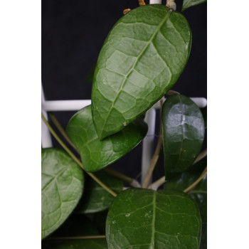 Hoya verticillata Lampung 02 sklep internetowy
