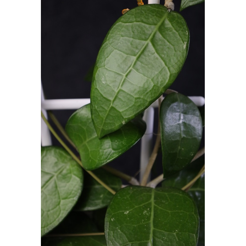 Hoya verticillata Lampung 02 sklep z kwiatami hoya