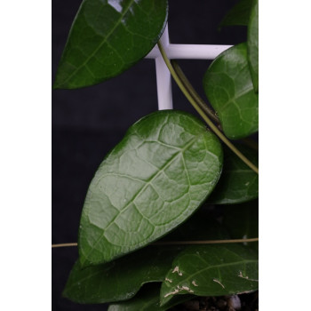 Hoya verticillata Lampung 02 sklep z kwiatami hoya