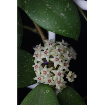 Hoya sp. Ko Tarutao Island ( Miral 151 ) sklep z kwiatami hoya