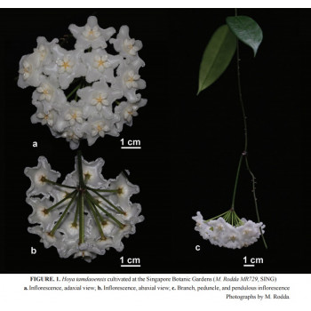 Hoya tamdaoensis sklep z kwiatami hoya