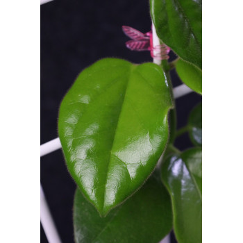 Oreosparte sabahensis ( Hoya sp. Borneo AR 03 ) sklep z kwiatami hoya