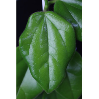 Oreosparte sabahensis ( Hoya sp. Borneo AR 03 ) sklep internetowy