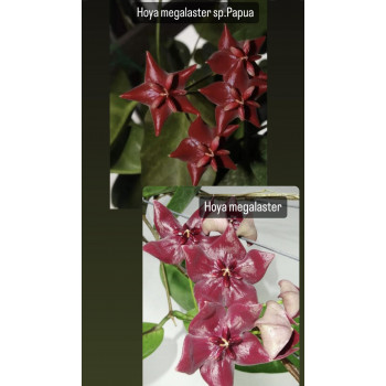 Hoya megalaster sp. Papua sklep z kwiatami hoya