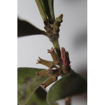 Hoya manipurensis sklep z kwiatami hoya