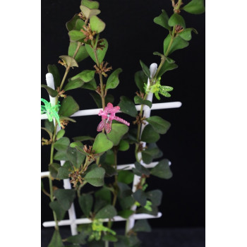 Hoya manipurensis sklep z kwiatami hoya