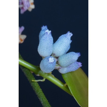 Dischidia sp. ( blue flowers ) sklep internetowy