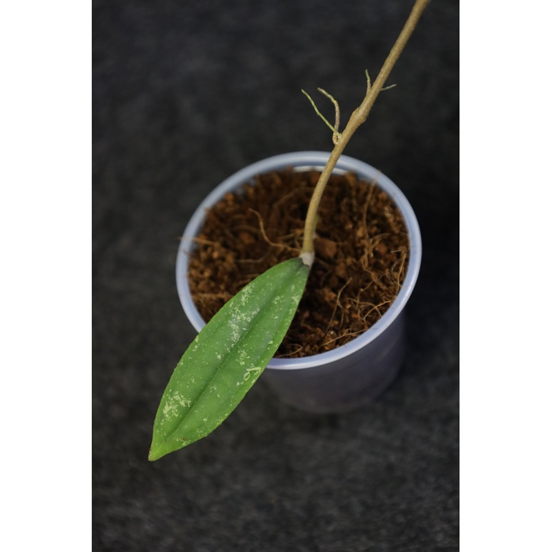 Hoya Rigidifolia Splash Leaves Ukorzeniona Hoyapassion