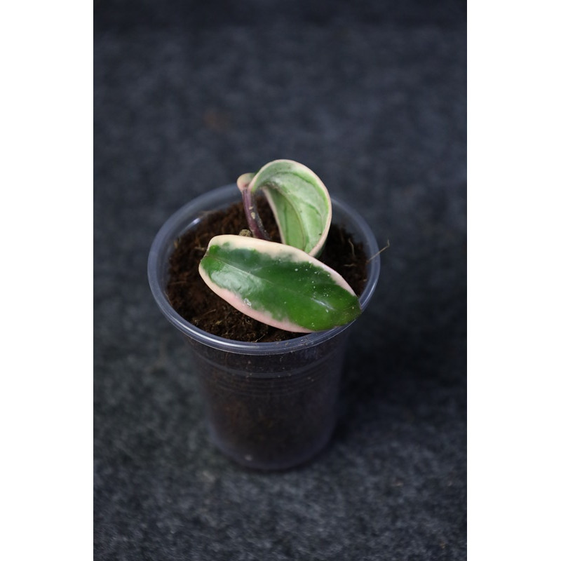 Hoya carnosa 'Marianna' - rooted - HOYAPASSION