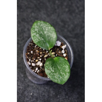 Hoya biakensis ( splash, round leaves ) sklep internetowy