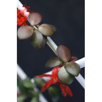 Hoya sp. NS05-238 store with hoya flowers