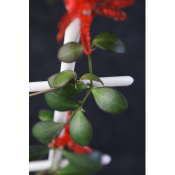 Hoya sp. NS05-238 store with hoya flowers