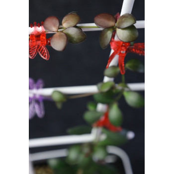 Hoya sp. NS05-238 store with hoya flowers