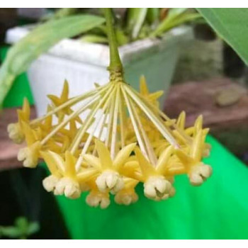 Hoya medinillifolia yellow flowers ( splash leaves ) NOWOŚĆ! - ukorzeniona sklep z kwiatami hoya