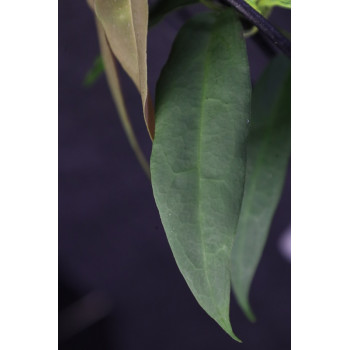 Hoya oreostemma NS12-266 (green-white) sklep z kwiatami hoya