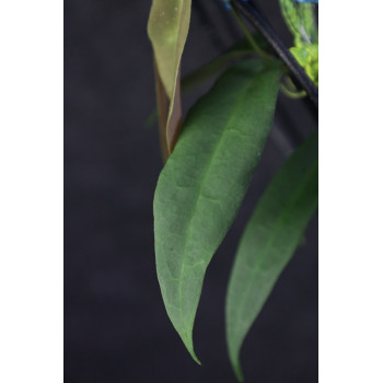 Hoya oreostemma NS12-266 (green-white) sklep z kwiatami hoya