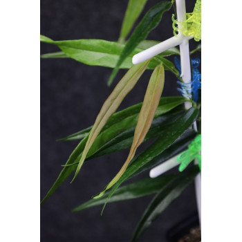 Hoya sp. Papua sklep z kwiatami hoya
