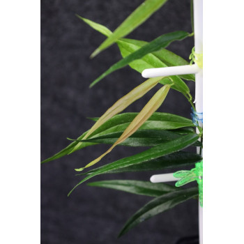 Hoya sp. Papua sklep z kwiatami hoya