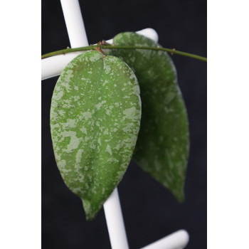 Hoya aff. flagellata SILVER store with hoya flowers