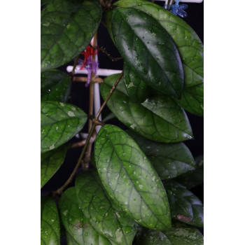 Hoya incrassata x finlaysonii ( big, green leaves ) sklep z kwiatami hoya
