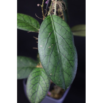 Hoya sp. Sumatra sklep z kwiatami hoya