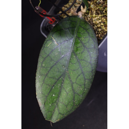 Hoya sp. Sumatra - HOYAPASSION