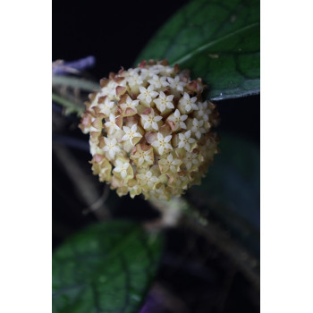 Hoya sp. Sumatra sklep z kwiatami hoya