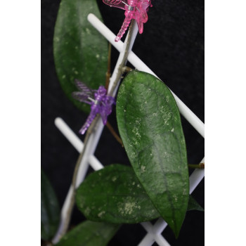 Hoya finlaysonii Burma sp. 298 sklep z kwiatami hoya